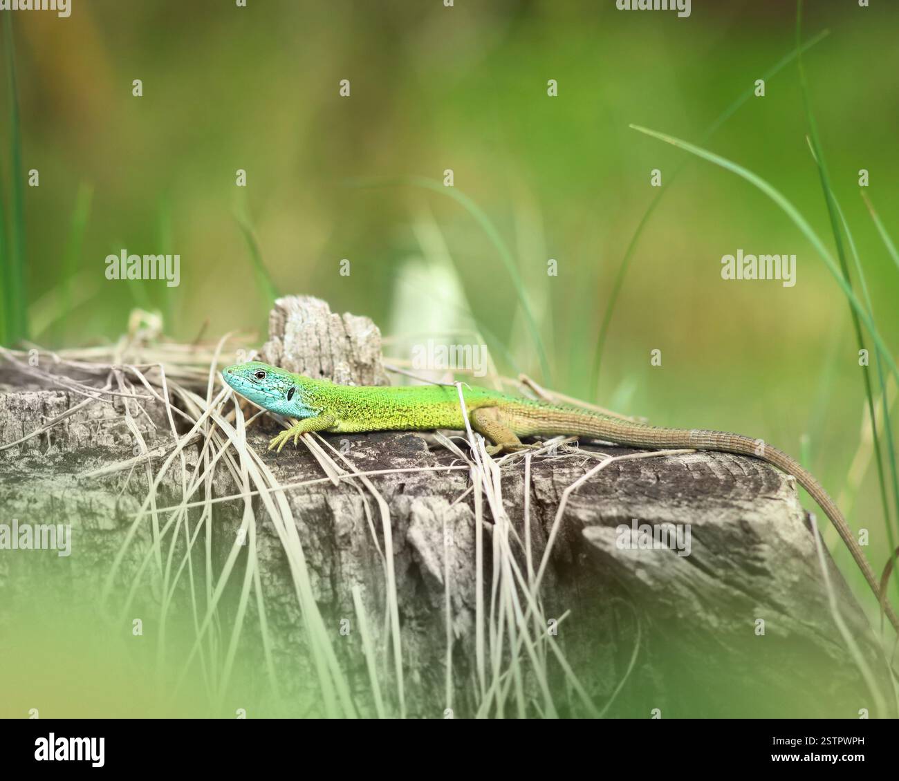 Mâle Lacerta viridis sur une souche sèche dans une forêt verte avec un foyer doux Banque D'Images