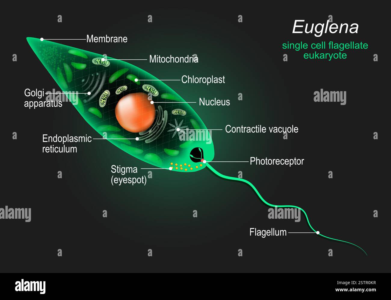 Anatomie d'Euglena. Schéma marqué de cellule eucaryote. animaux unicellulaires. Science biologie. Illustrations annotées illustration vectorielle. Illustration de Vecteur
