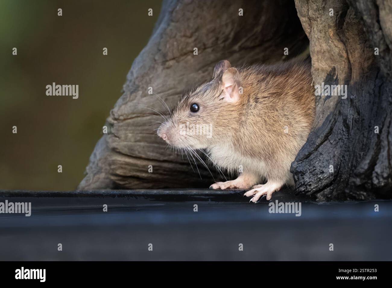 vue rapprochée de profil à angle bas de la partie avant d'un rat brun commun montrant des détails dans ses cheveux lorsqu'il émerge d'un trou dans un tronc Banque D'Images