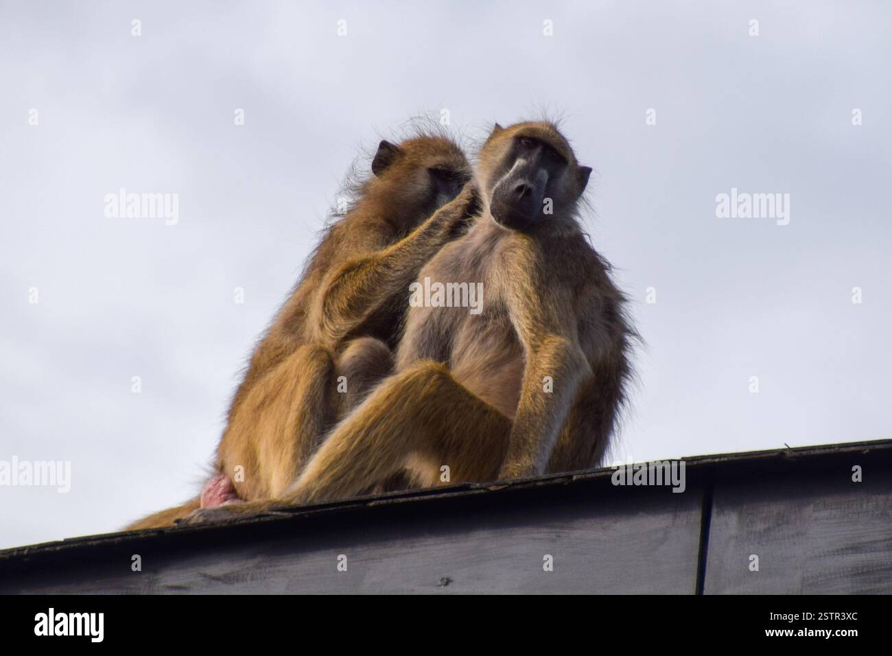 Une paire de babouins du Cap, également connus sous le nom de babouins chacma, se toilettent sur le toit du Hwange Safari Lodge au Zimbabwe, 2018 crédit : Vuk Valcic / Alamy Banque D'Images