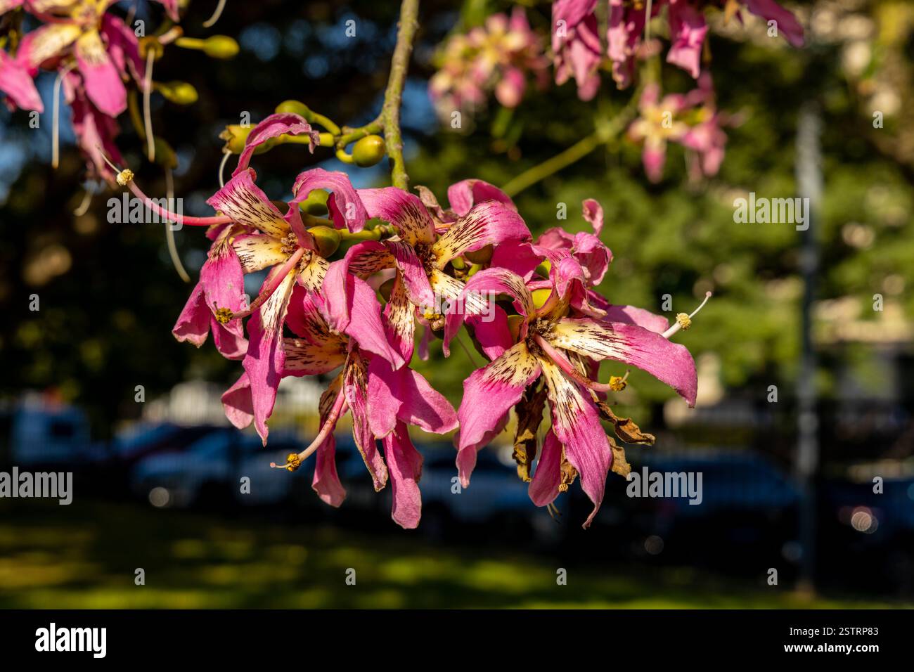 Ceiba speciosa, l'arbre à soie ou Chorisia speciosa, espèce d'arbre à feuilles caduques originaire des forêts tropicales et subtropicales d'Amérique du Sud Banque D'Images