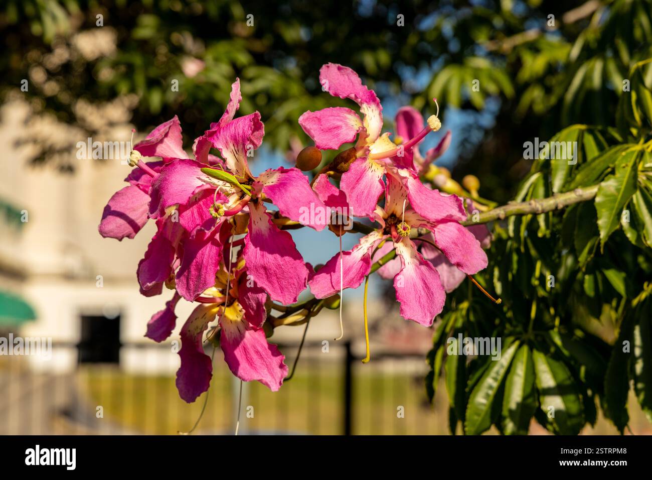 Ceiba speciosa, l'arbre à soie ou Chorisia speciosa, espèce d'arbre à feuilles caduques originaire des forêts tropicales et subtropicales d'Amérique du Sud Banque D'Images