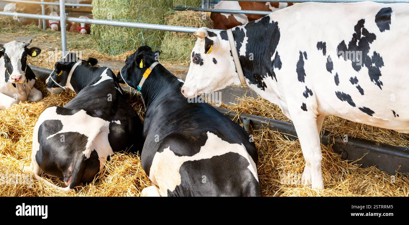 Vaches Holstein noires et blanches dans une grange sur une ferme Banque D'Images