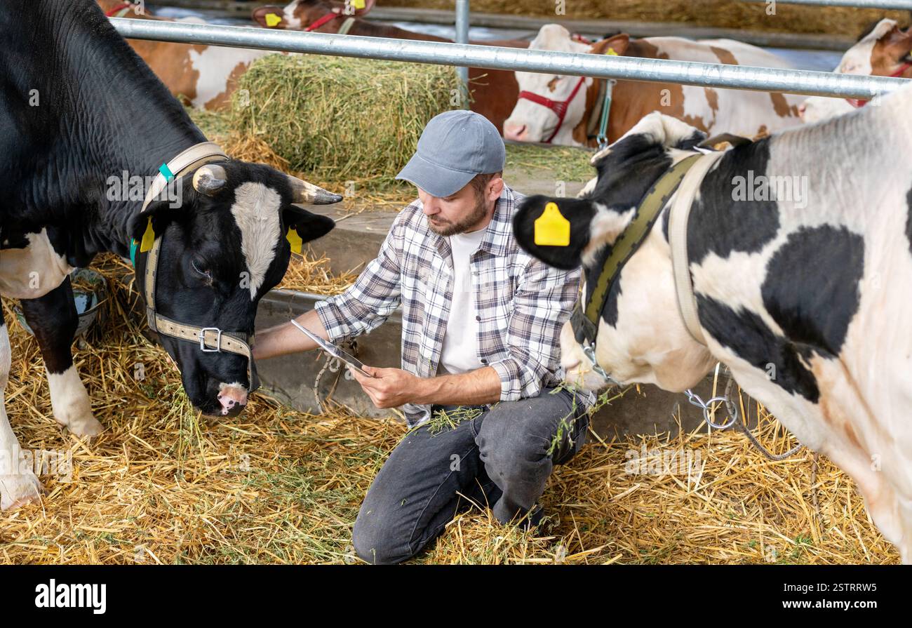 Agriculteur utilisant une tablette numérique pour inspecter les vaches dans une ferme bovine Banque D'Images