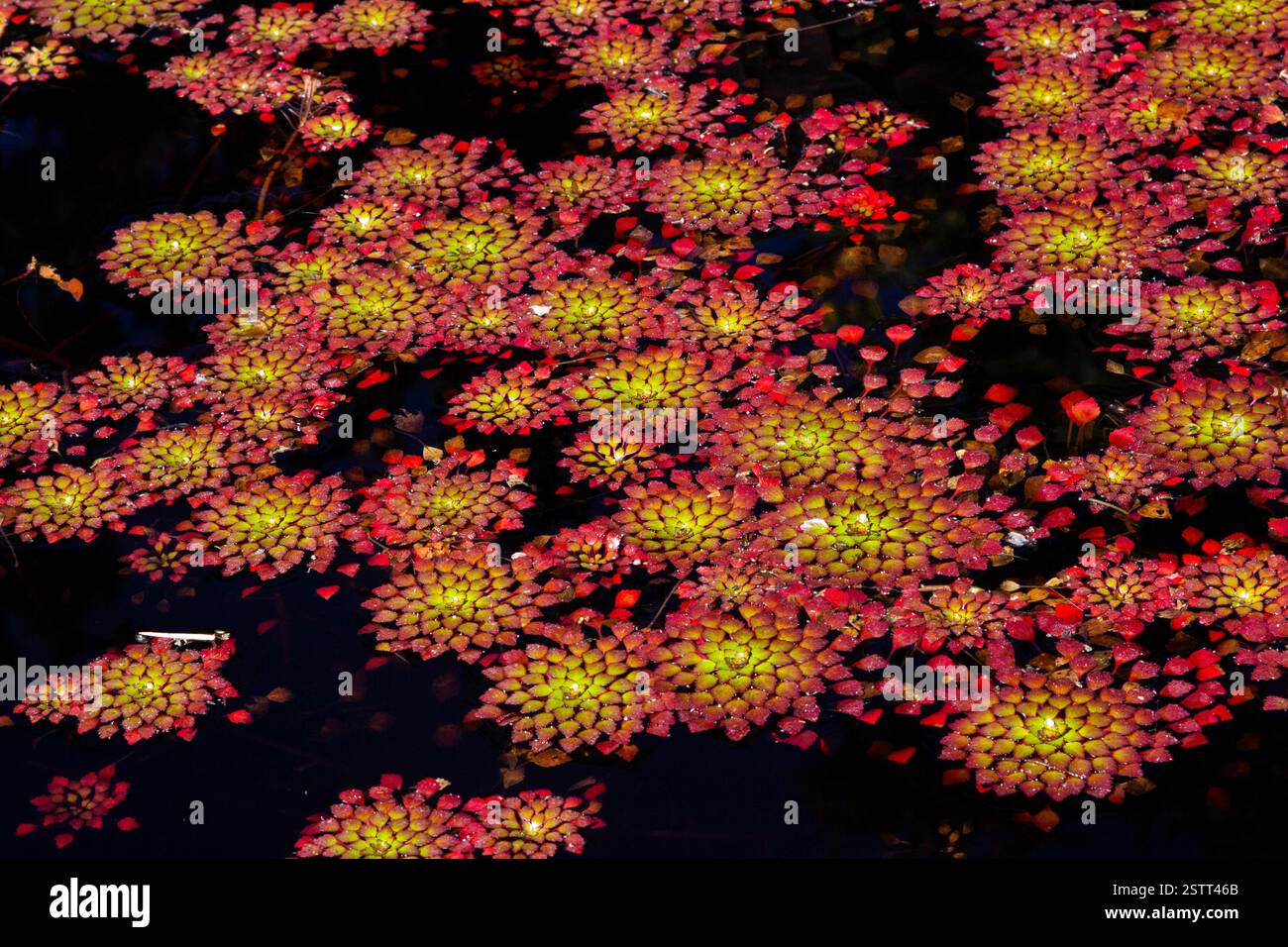 plantes roses et jaunes flottant majestueusement sur un étang dans les jardins botaniques de denver Banque D'Images