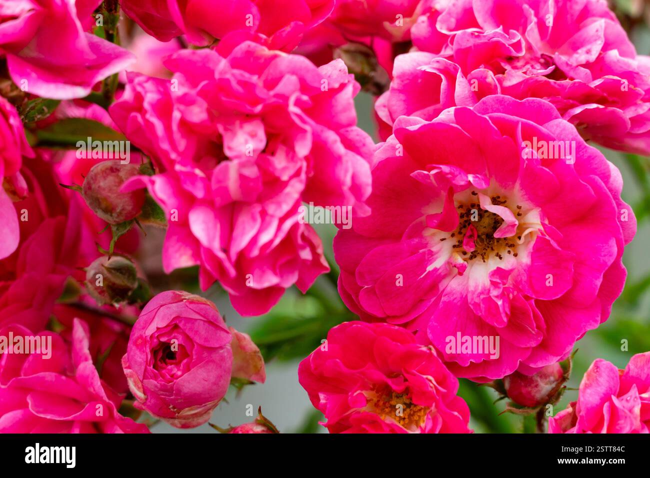 Les roses roses affichent leurs pétales vibrants en pleine floraison, présentant une gamme de formes et de tailles. Le jardin est rempli de verdure, créant un s serein Banque D'Images