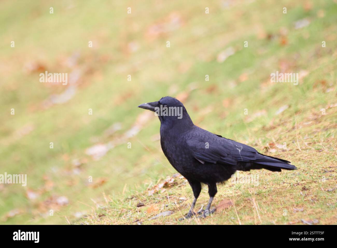 Un corbeau est debout sur l'herbe. Banque D'Images