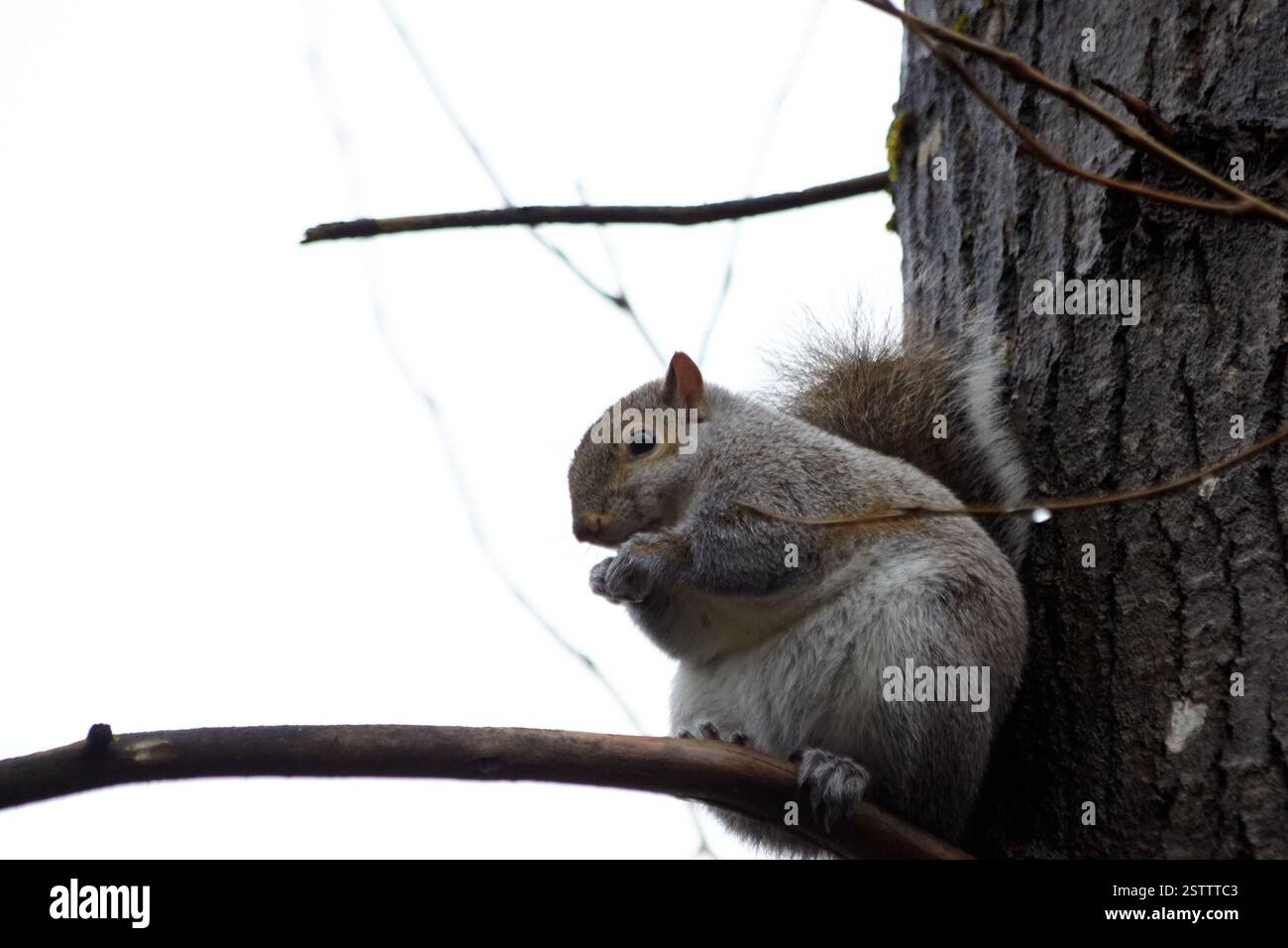 Un écureuil est assis sur une branche d'arbre avec son dos vers l'arbre. Banque D'Images