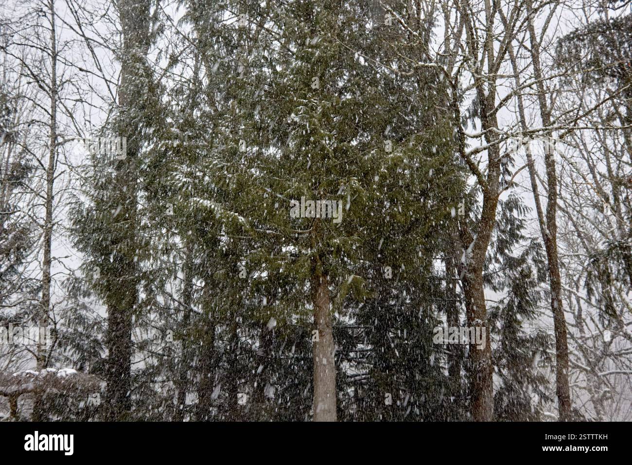 La neige tombe sur les arbres dans la forêt. Banque D'Images