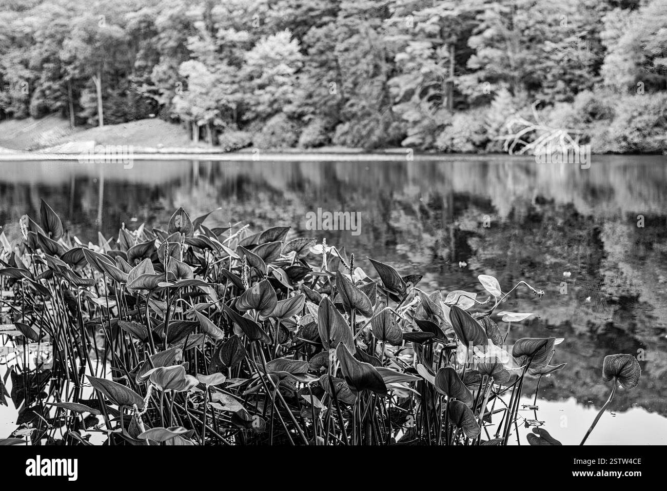 Image en noir et blanc de plantes aquatiques poussant le long d'un lac calme, avec des reflets d'arbres créant une atmosphère tranquille et de mauvaise humeur. Banque D'Images