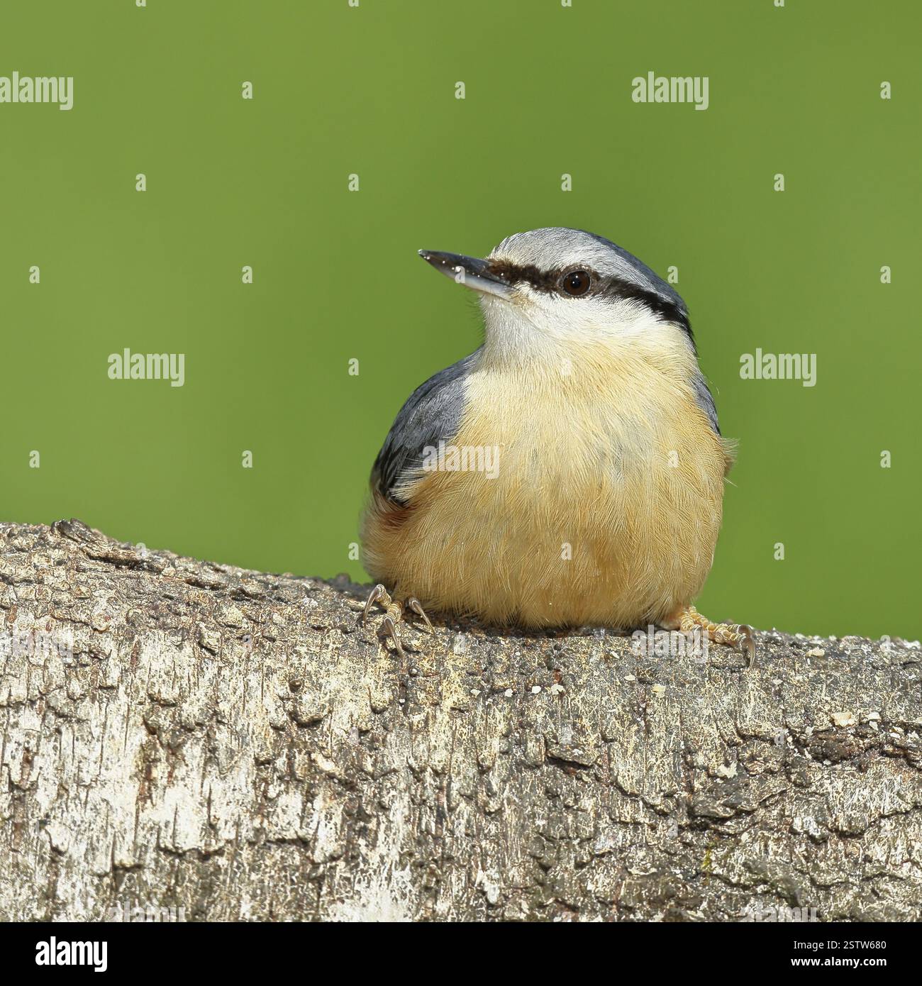 Narguilé (Sitta europaea) assis sur un tronc de bouleau tombé, animaux, oiseaux, Siegerland, Rhénanie-du-Nord-Westphalie, Allemagne, Europe Banque D'Images
