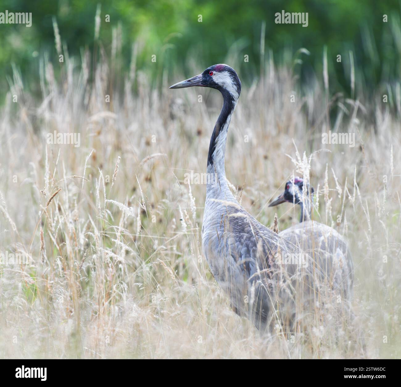 Grues (Grus grus) debout dans une haute prairie, basse-Saxe, Allemagne, Europe Banque D'Images