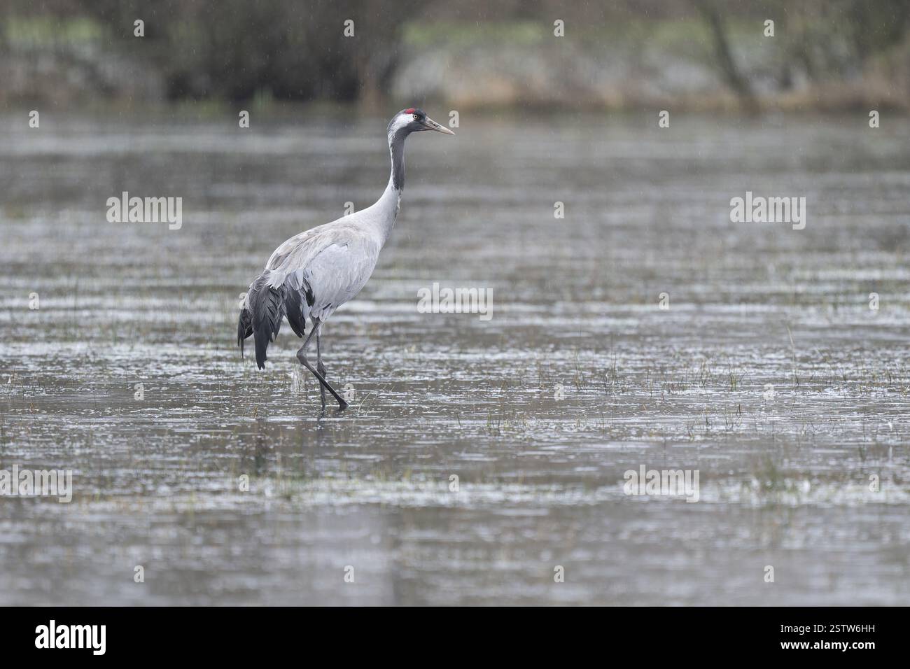 Grue (Grus grus) debout sur une prairie inondée pendant la pluie, basse-Saxe, Allemagne, Europe Banque D'Images