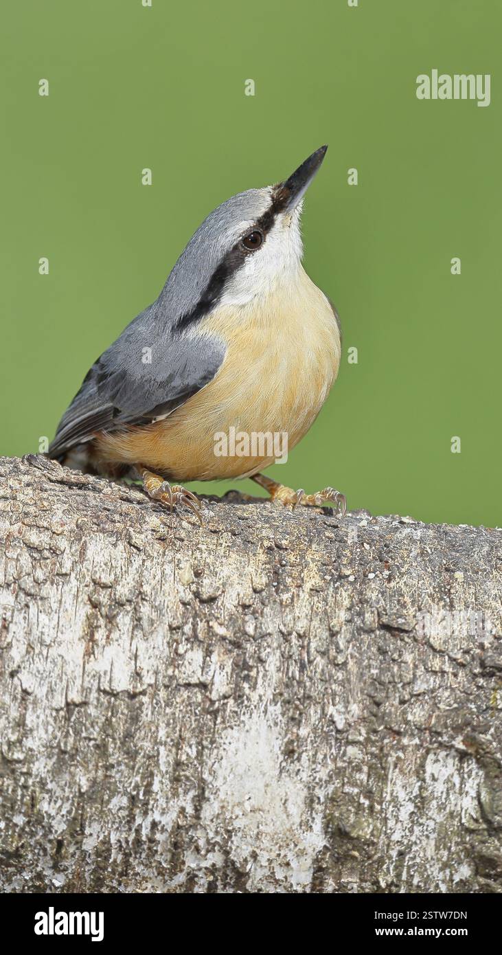 Narguilé (Sitta europaea) assis sur un tronc de bouleau tombé, animaux, oiseaux, Siegerland, Rhénanie-du-Nord-Westphalie, Allemagne, Europe Banque D'Images