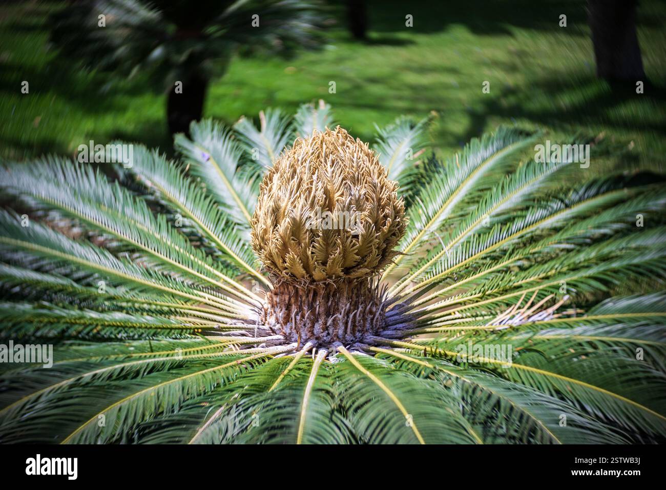 Un grand cycas en développement. Mise au point centrale, tourbillonnage du bokeh. Banque D'Images