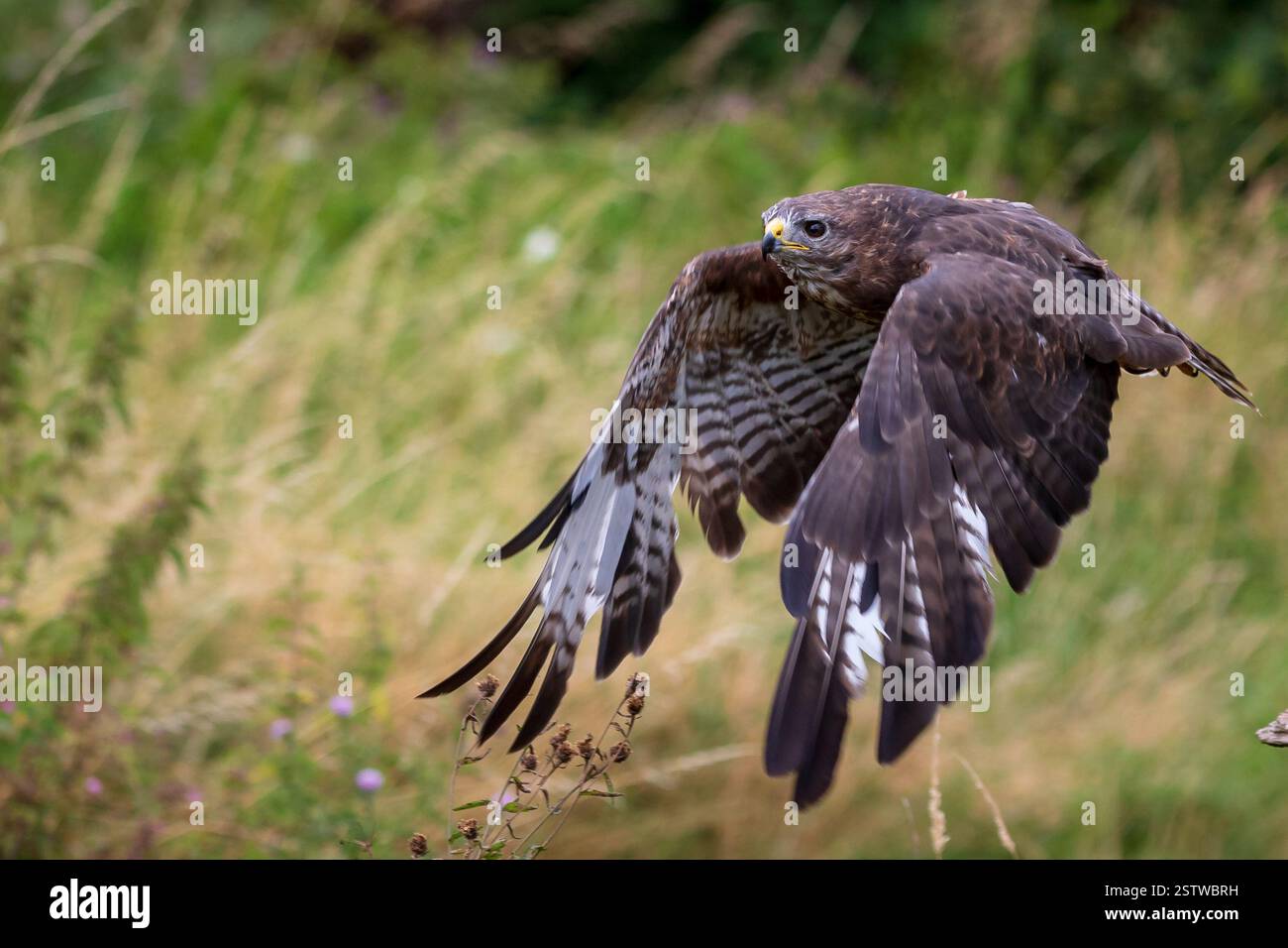 Buzzard commun (Buteo buteo) Banque D'Images