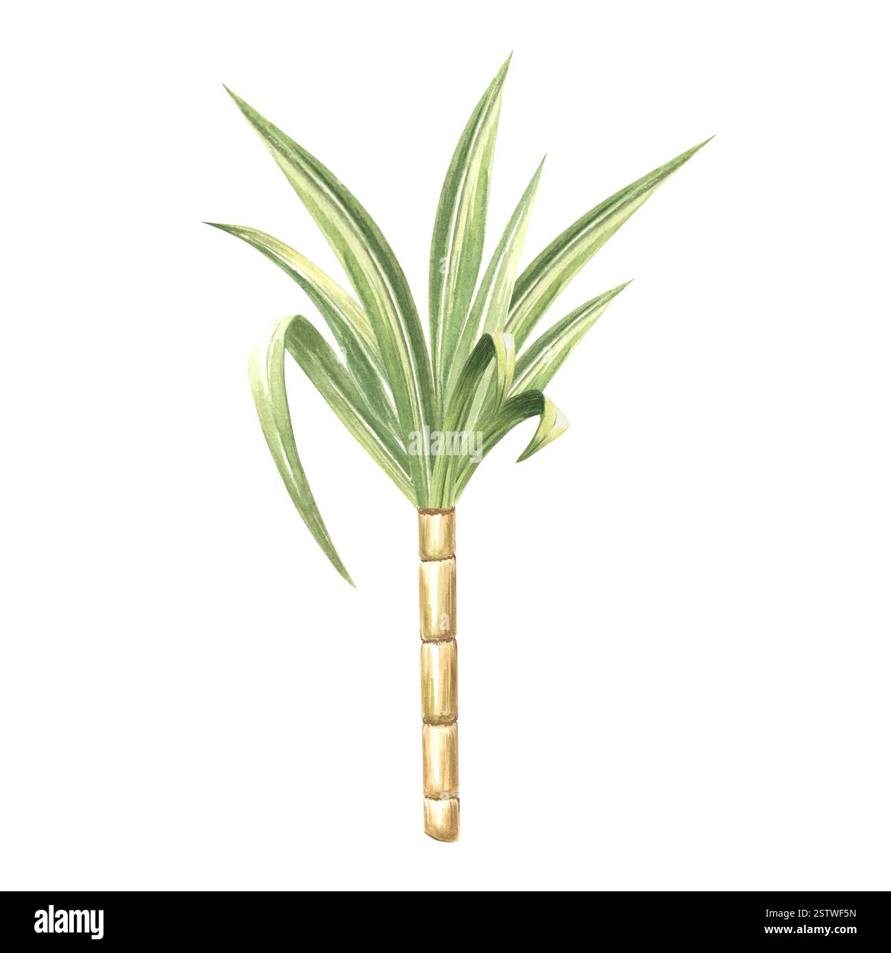 Tige de canne à sucre avec feuilles. Bamboo. Illustration aquarelle dessinée à la main isoler. Tige mûre douce fraîche pour la production de sucre. Ingrédient pour rhum Banque D'Images