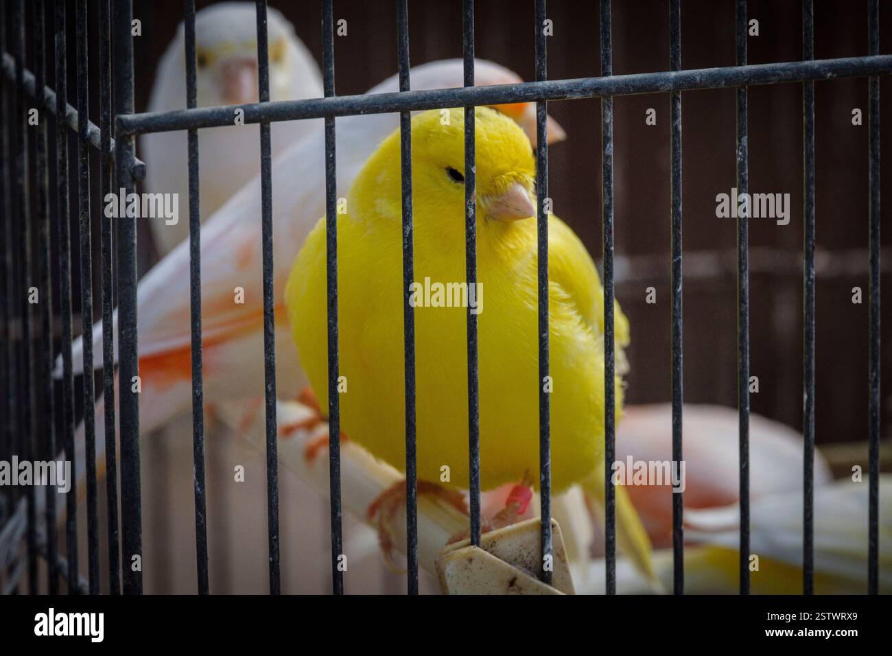 Cage avec canaris à vendre Banque D'Images