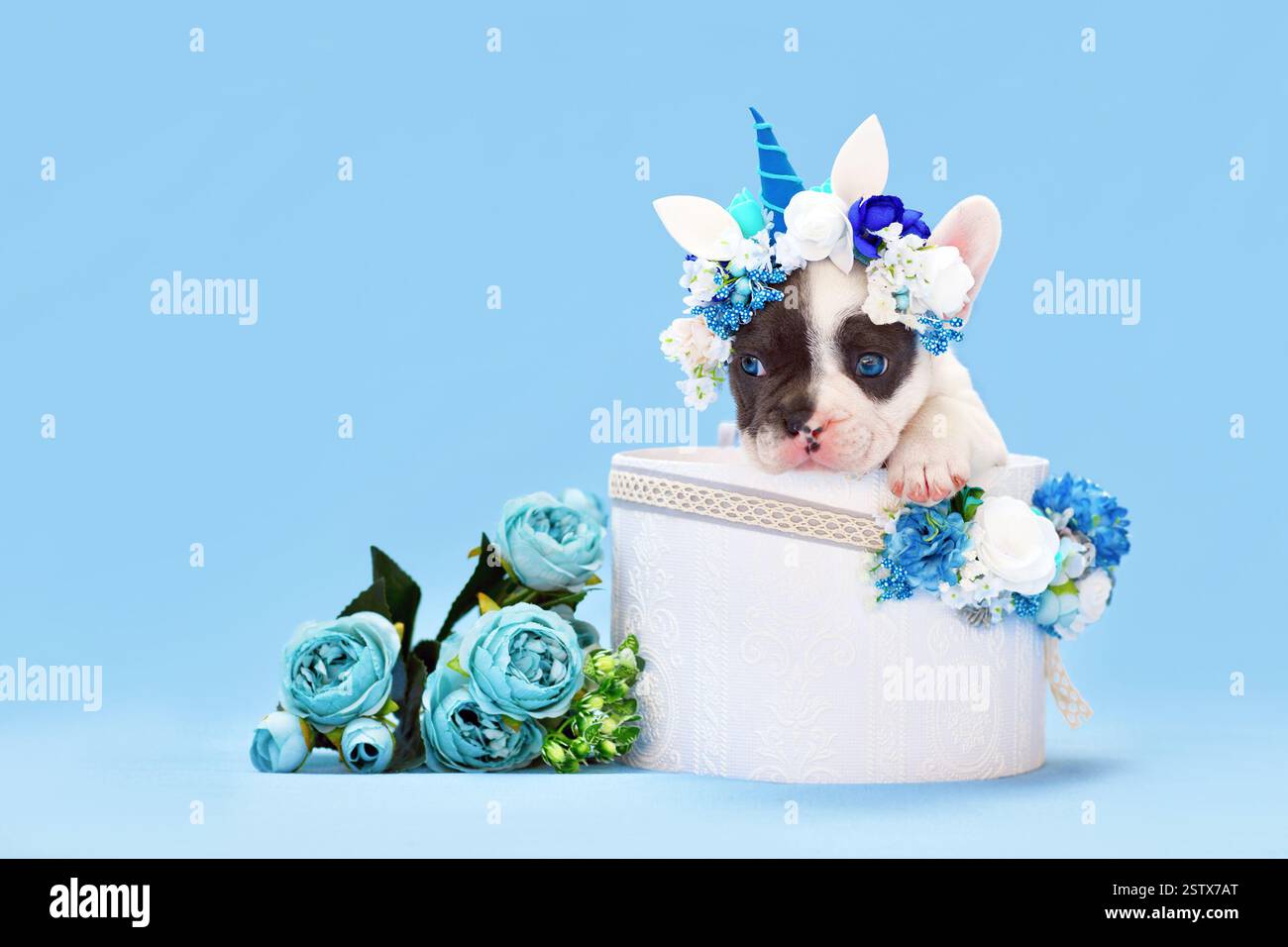 Chiot chien bouledogue français mignon avec bandeau de licorne avec corne jetant un coup d'œil hors de la boîte avec des fleurs avec des fleurs sur fond bleu Banque D'Images