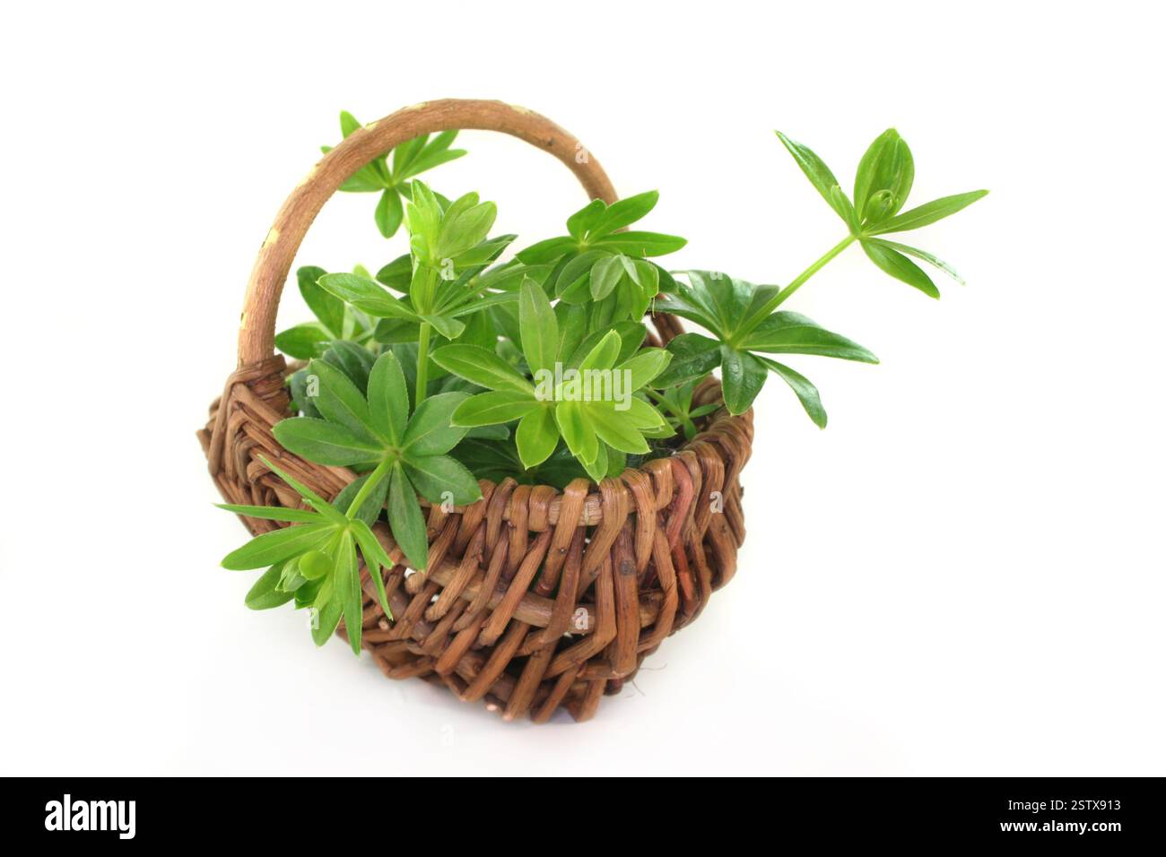 Aspérule Banque D'Images