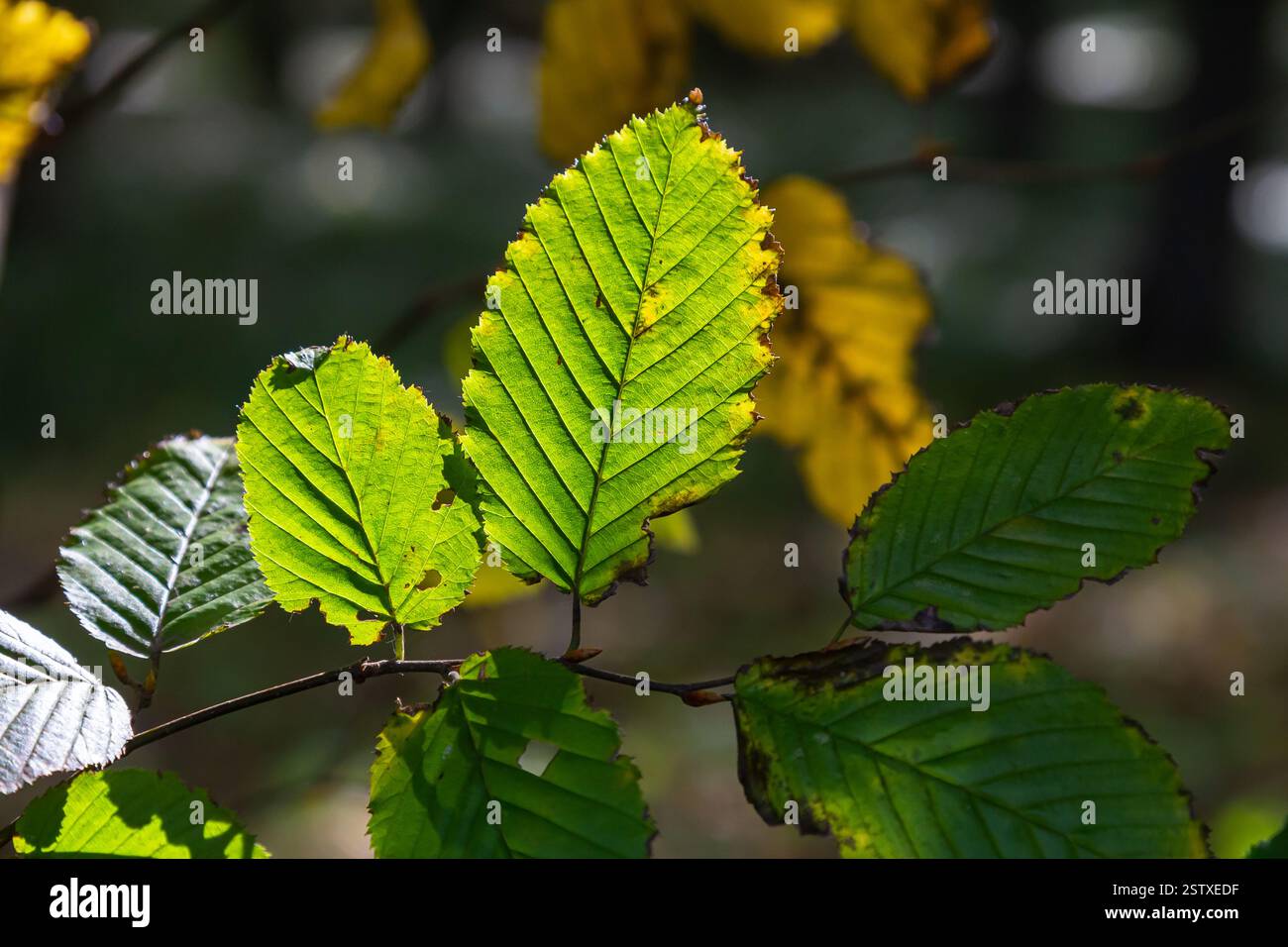 Foyer sélectif des feuilles de celer d'Ulmus pumila, du cornbeam européen ou du carpinus betulus dans le jardin, petite plante à feuilles qui forme une haie dense, verte Banque D'Images