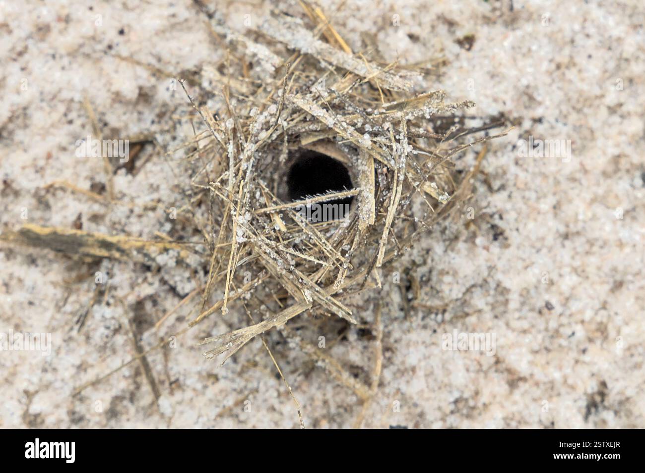 Entrée de nid de fourmis avec des morceaux de plantes comme défense, Parc National de Grande Sertao Veredas, Cerrado, Brésil Savannah, Brésil Banque D'Images