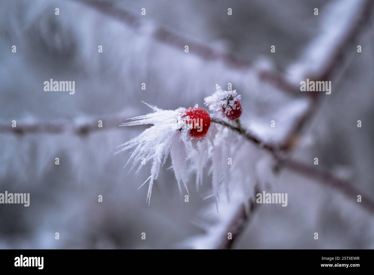 Cristaux de hoarfrost dopés sur le rosehip Bush dans la journée froide d'hiver. Banque D'Images