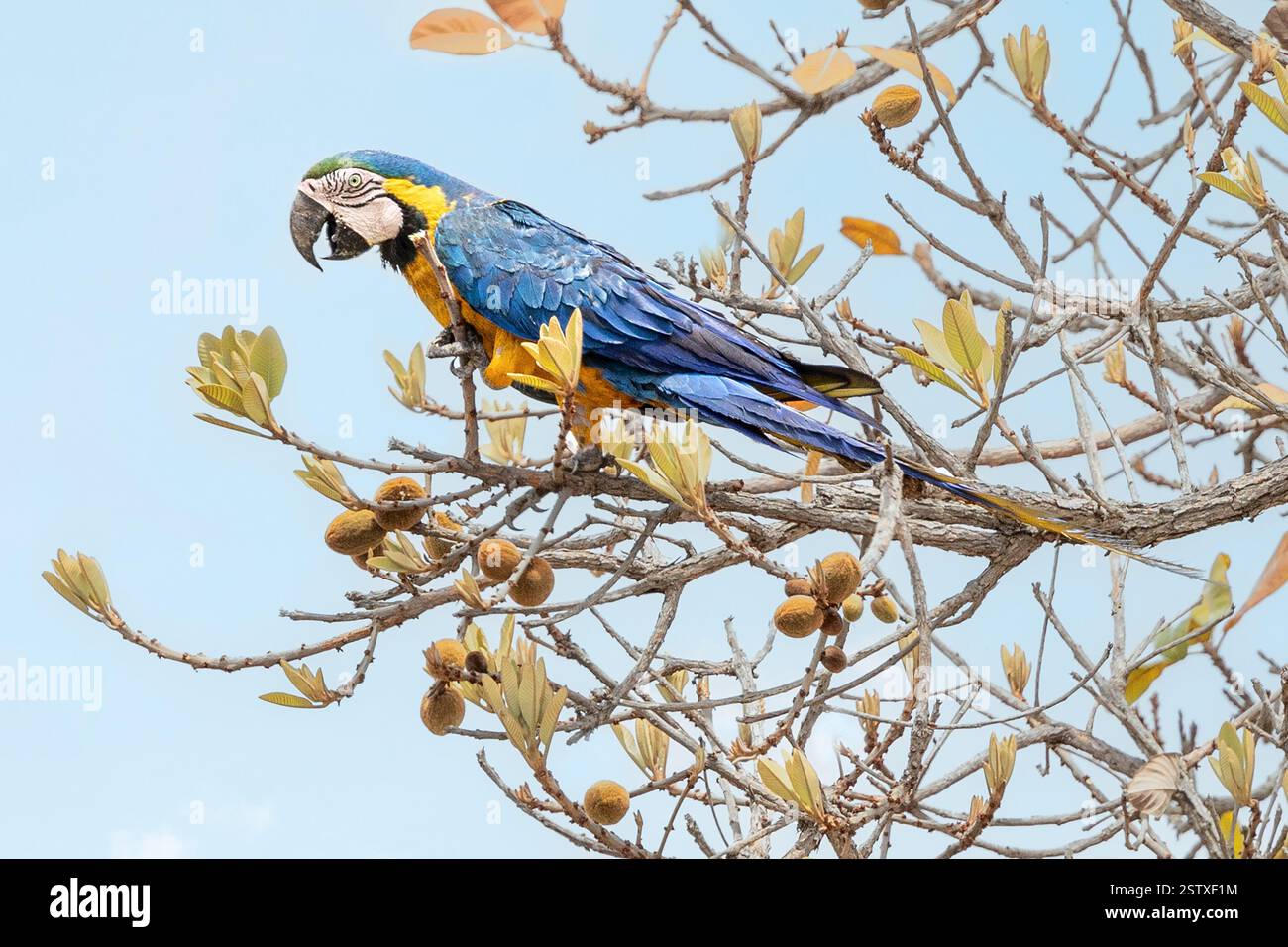 Aras bleu et jaune, Ara ararauna, Cerrado, Brésil Savannah, Brésil Banque D'Images