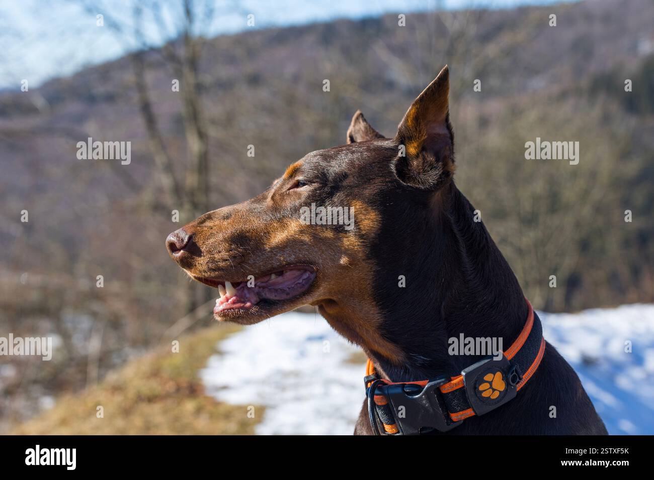 Chien Doberman Pinscher avec la bouche ouverte et regardant latéralement Banque D'Images