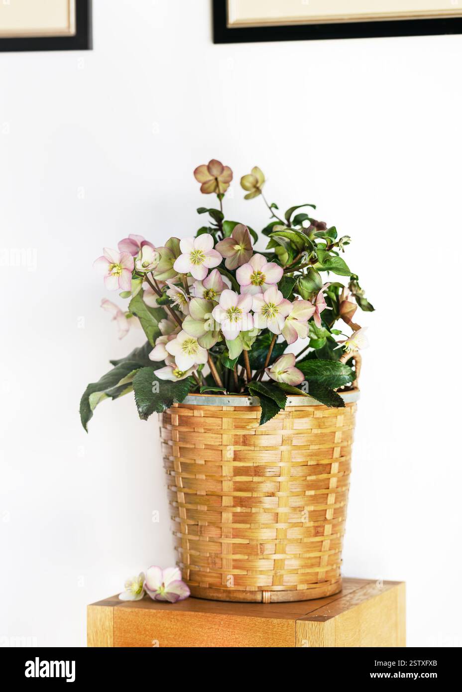 Étonnant bouquet de fleurs hellebore dans un panier en osier vintage pour la décoration intérieure. (Helleborus Niger) décoration maison. Copier l'espace. Banque D'Images