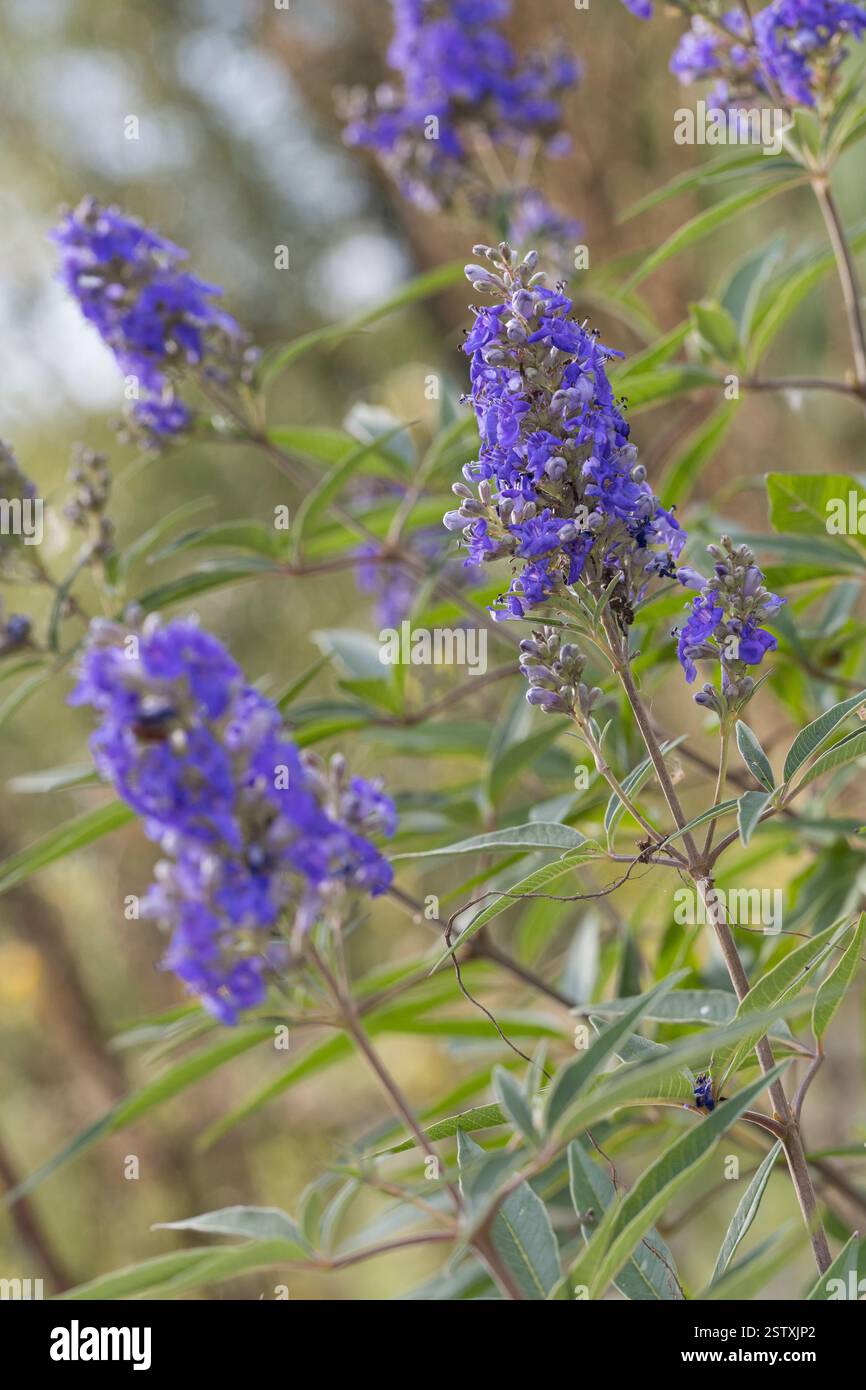 Mönchspfeffer, Zuchtform, Gartenform 'Delta Blues', Keuschbaum, Keuschlamm, Tanis, Vitex agnus-castus, Vitex, Chaste Tree, Chasteberry, baume d'Abraham Banque D'Images