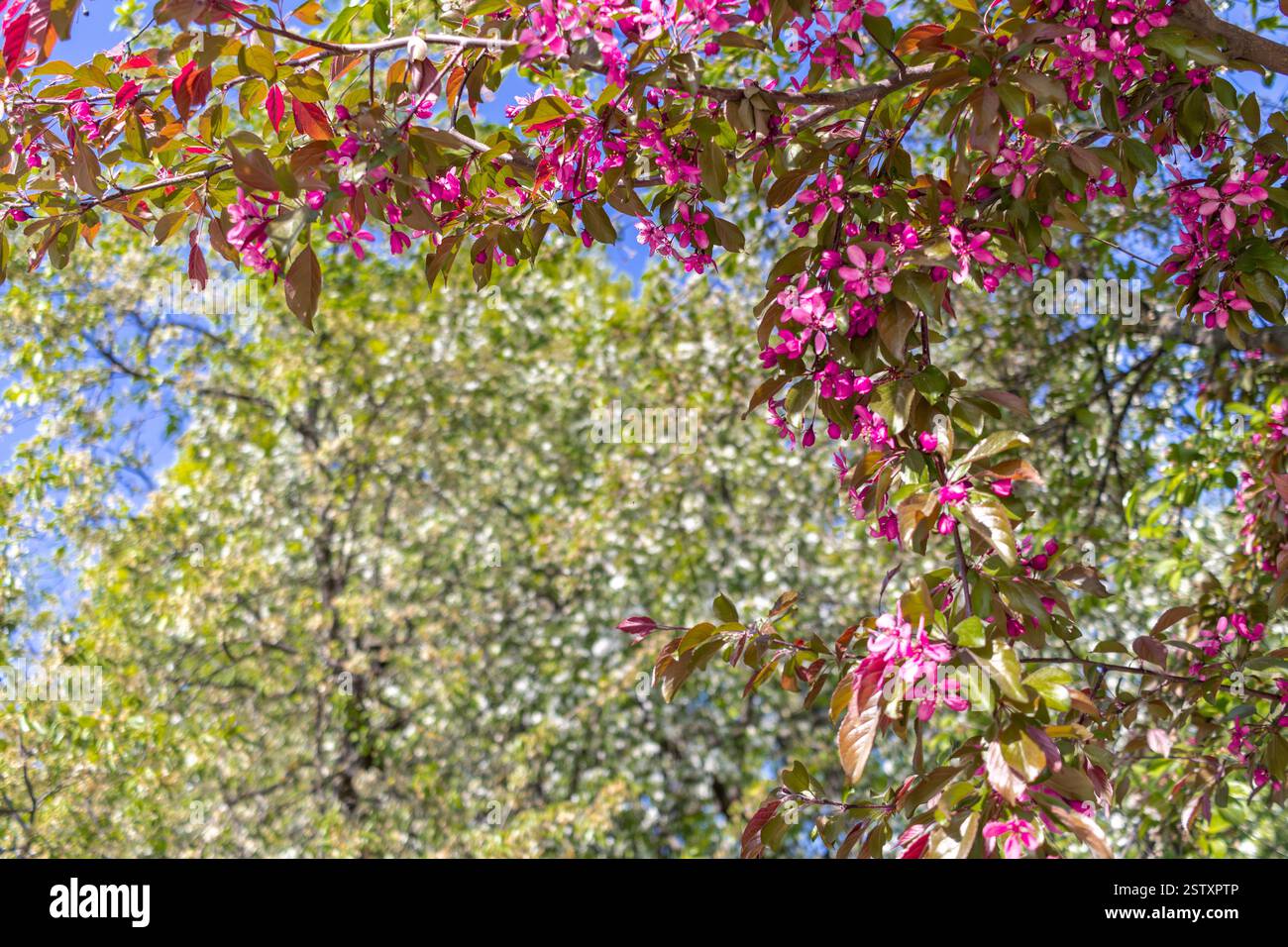 Cadre naturel de fleurs roses de pommier de printemps sur fond de verdure l'après-midi ensoleillé Banque D'Images
