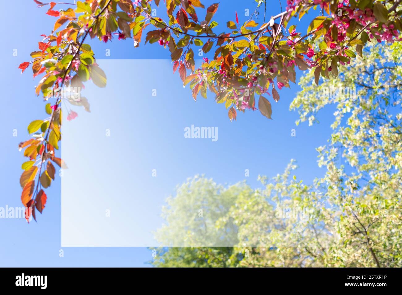 Cadre naturel de branches de pommier de printemps contre le ciel bleu l'après-midi ensoleillé Banque D'Images
