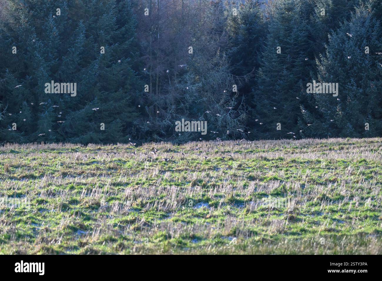 Chaffinch (Fringilla coelebs), troupeau se nourrissant sur un champ de chaumes, Kinharvie, SW Écosse. Banque D'Images Chaffinch (Fringilla coelebs), troupeau se nourrissant sur un champ de chaumes, Kinharvie, SW Écosse. Banque D'Images