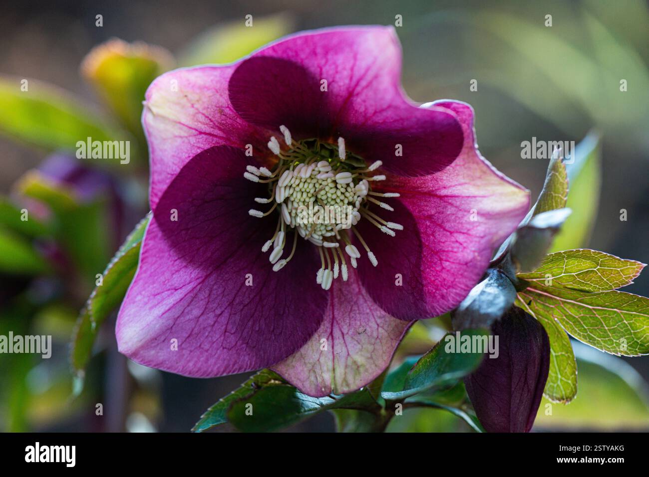 La fleur d'un hellebore Banque D'Images