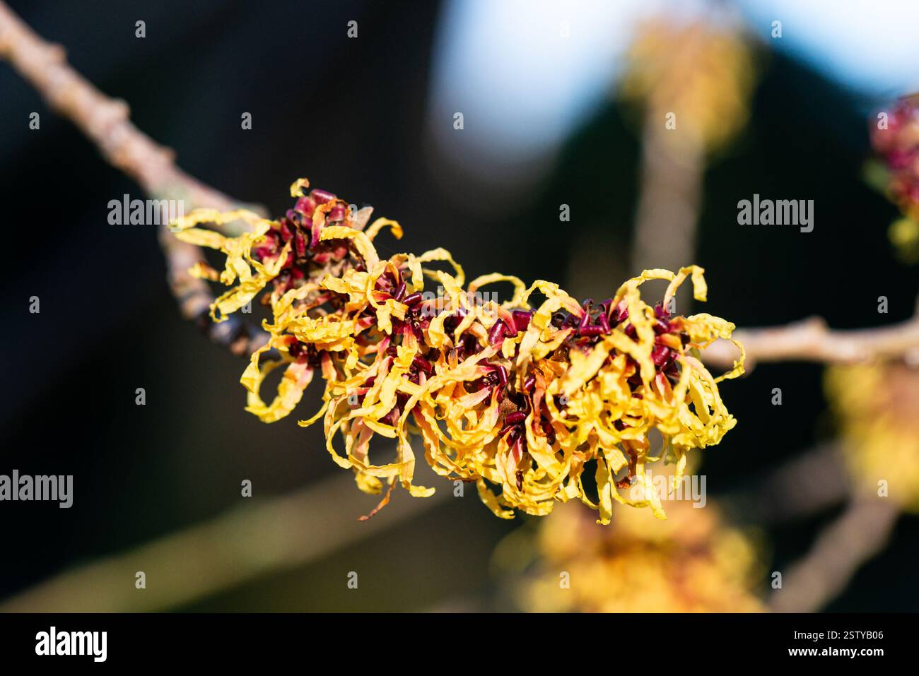 Les fleurs jaunes d'un 'Pallida' hamamélis (Hamamelis × intermedia 'Pallida') Banque D'Images