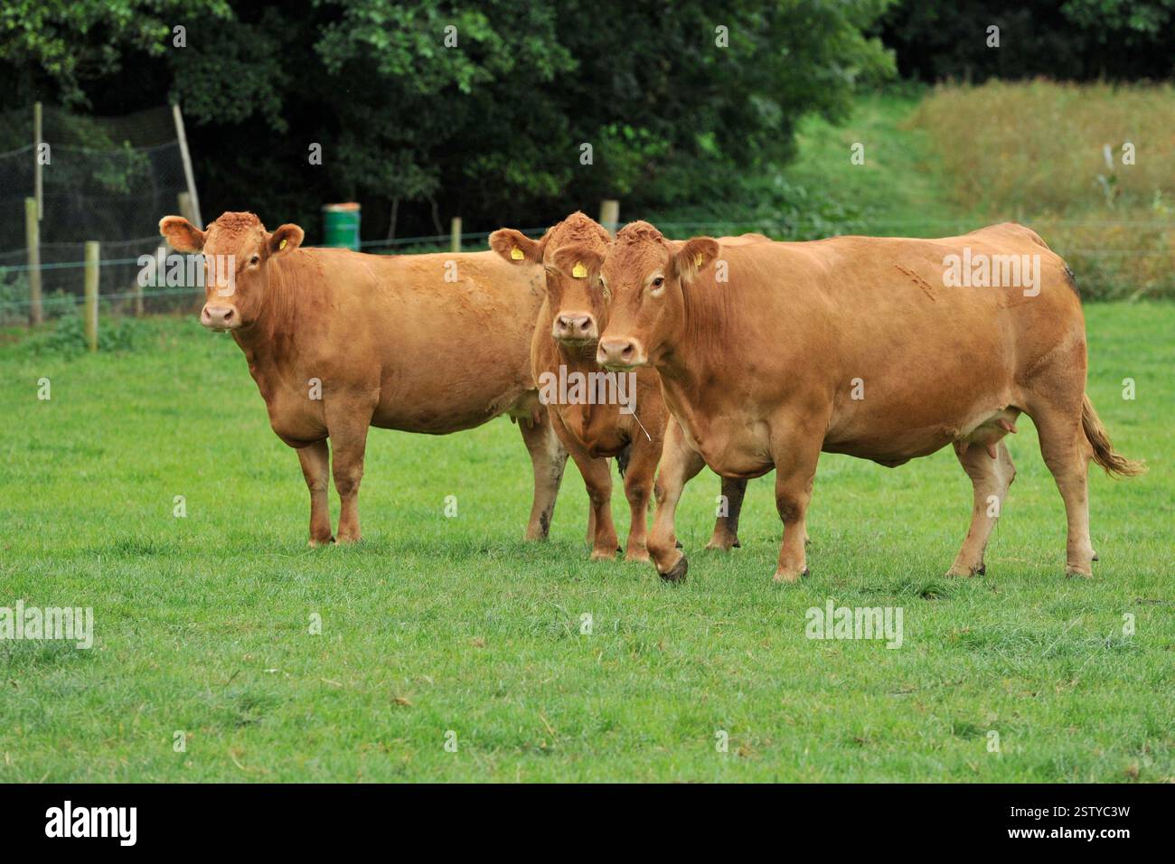 Vaches du Sud Devon marchant dans un champ Banque D'Images