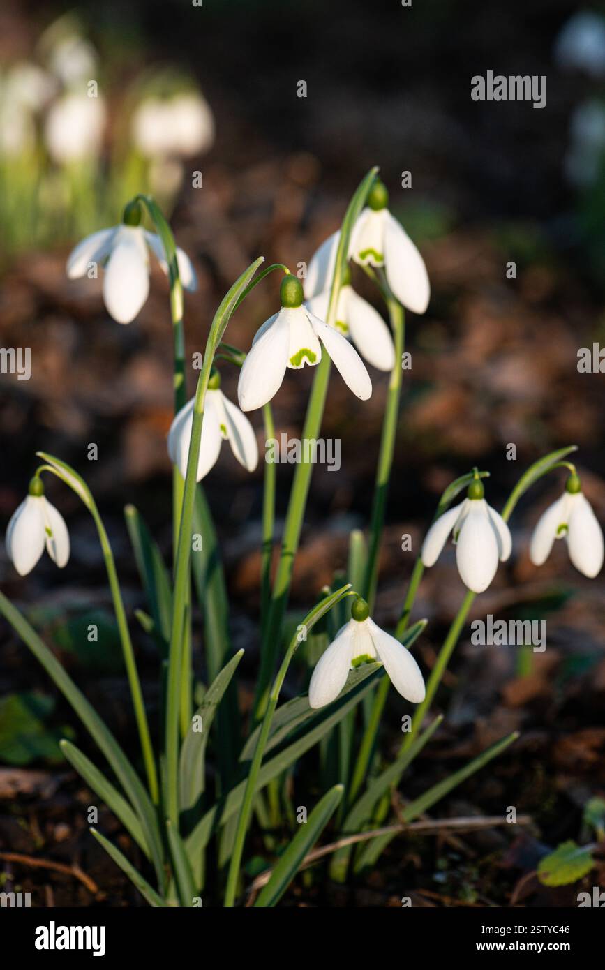 Gouttes de neige communes (Galanthus nivalis) au soleil Banque D'Images