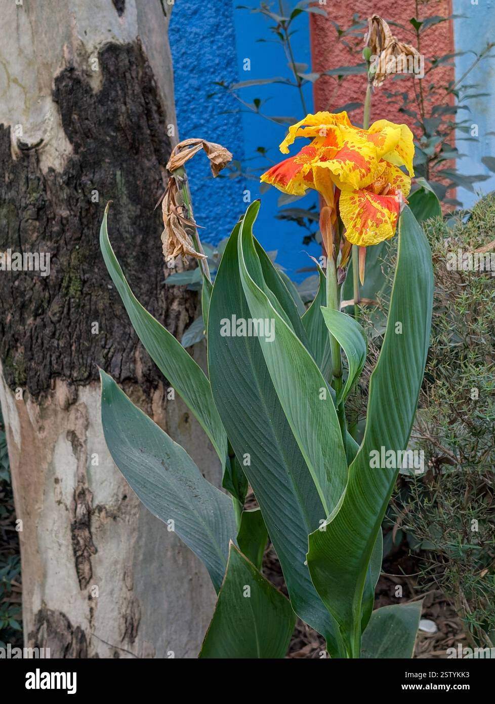 Canna Yellow King Humbert (Canna indica) plante à fleurs fleurie dans un jardin biologique en Inde. Banque D'Images