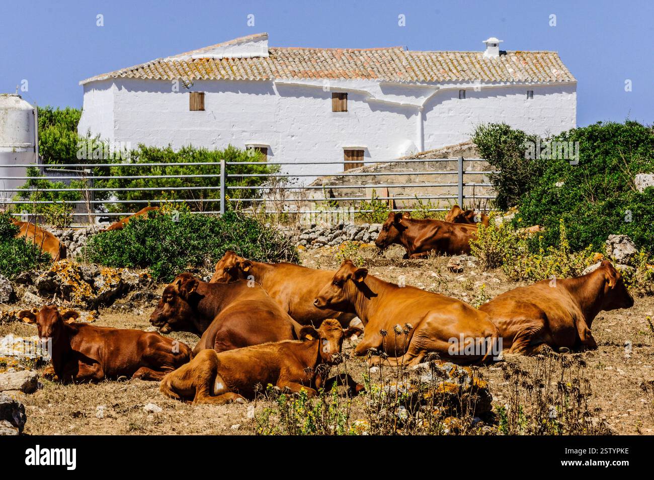 Vaches en face de la ferme - fromage appellation d'origine Mahon artesano- finca Binigarba Banque D'Images