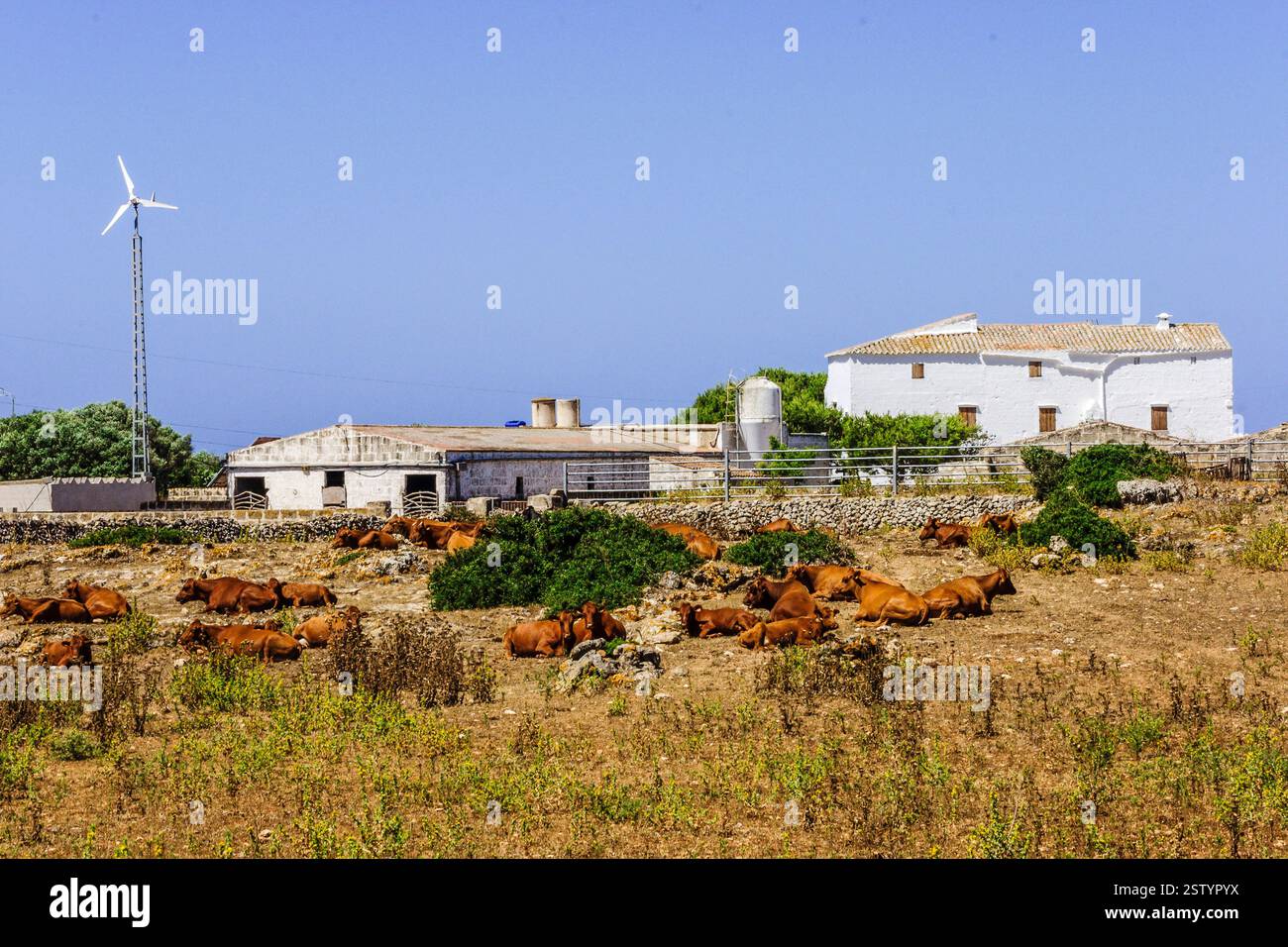 Vaches en face de la ferme - fromage appellation d'origine Mahon artesano- finca Binigarba Banque D'Images