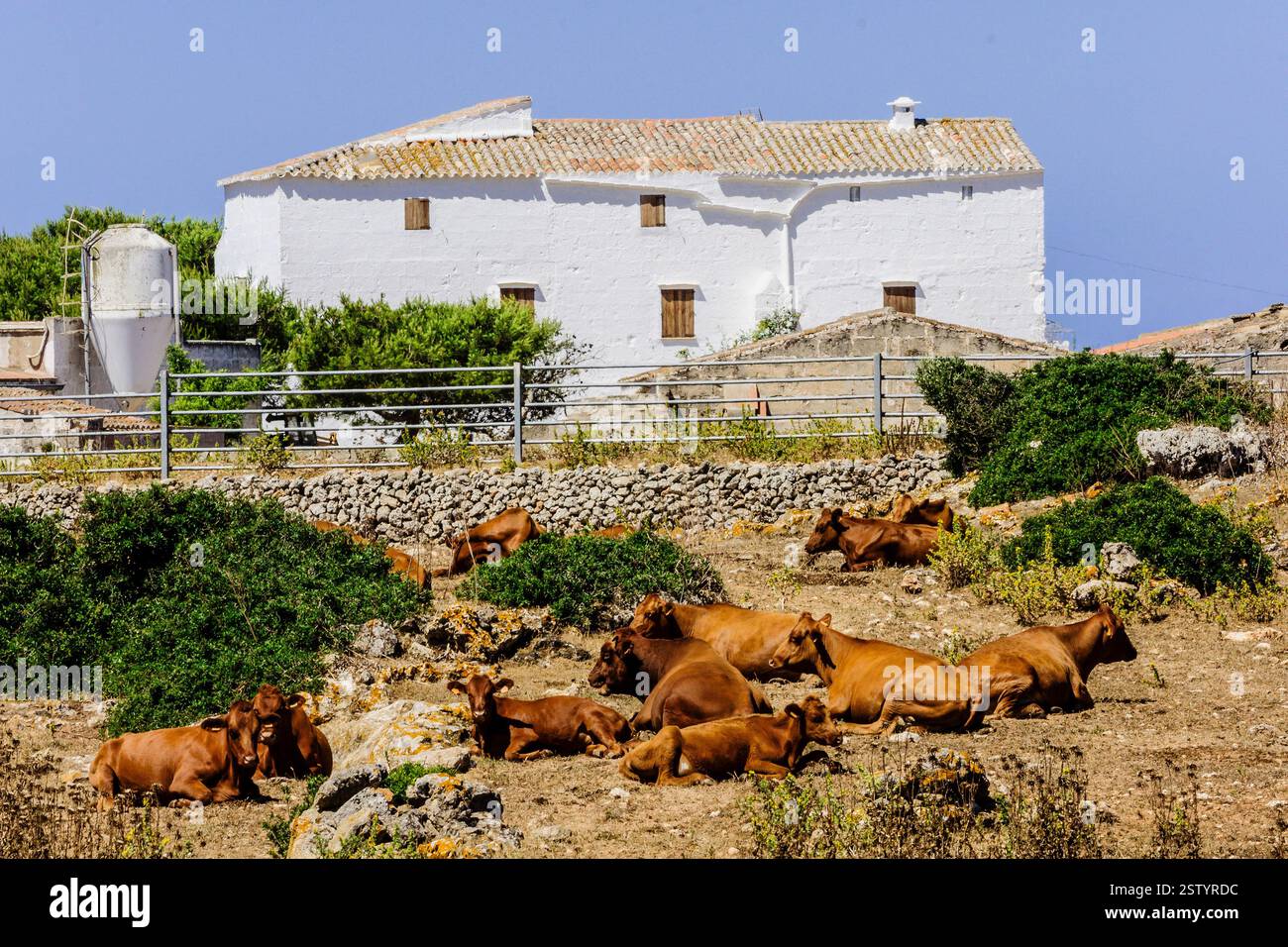 Vaches en face de la ferme - fromage appellation d'origine Mahon artesano- finca Binigarba Banque D'Images