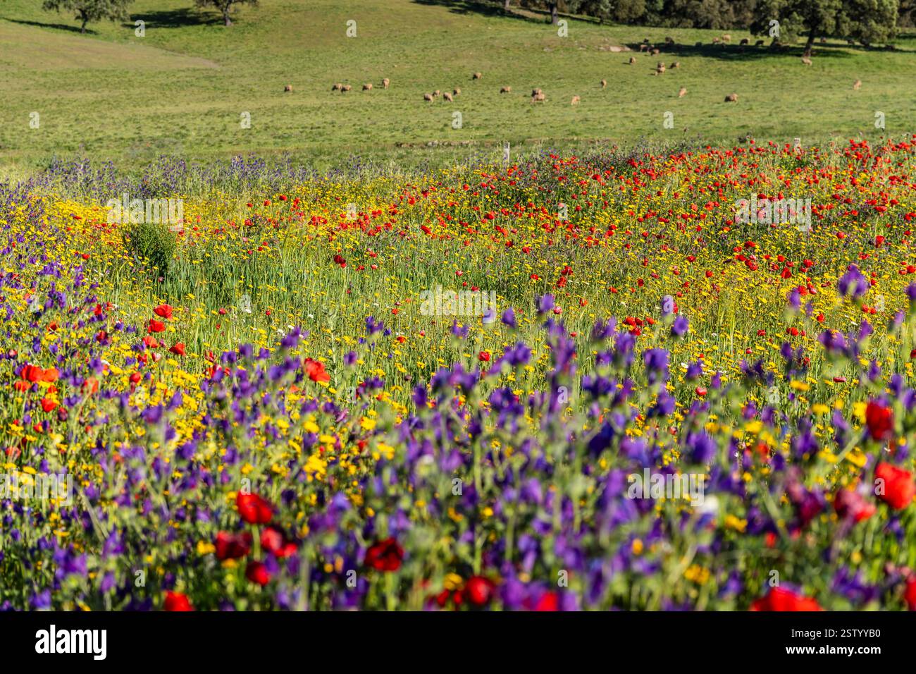 Prairies boisées fleuries au printemps Banque D'Images