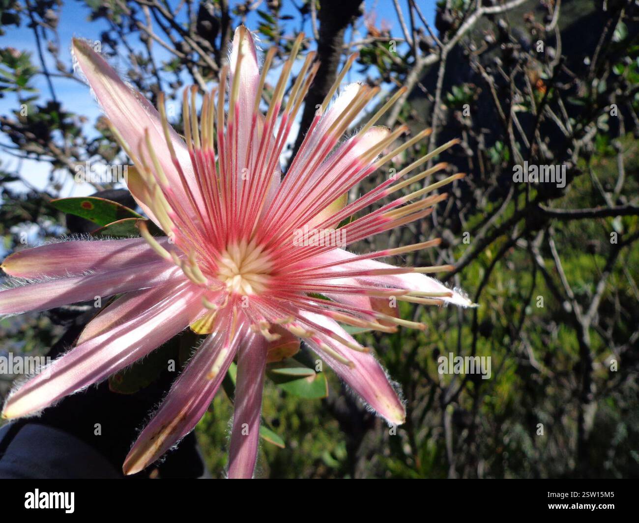 Commune de Shuttlecock Sugarbush (Protea aurea aurea), Plantae, Arangieskop, Robertson, Afrique du Sud, beaucoup de ceux-ci aussi. Vraiment jolie. La plupart ont passé leur meilleur spectacle. Banque D'Images