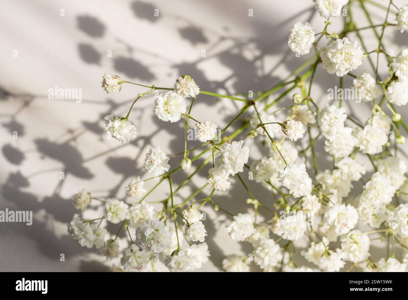 Brindilles avec de petites fleurs blanches de Gypsophila (souffle de bébé) sur fond blanc avec des ombres. Banque D'Images