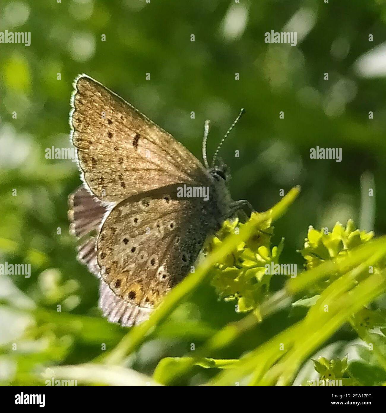 Geranium Argus (Eumedonia eumedon), Insecta, Свердловская обл., Россия, 624932 Banque D'Images