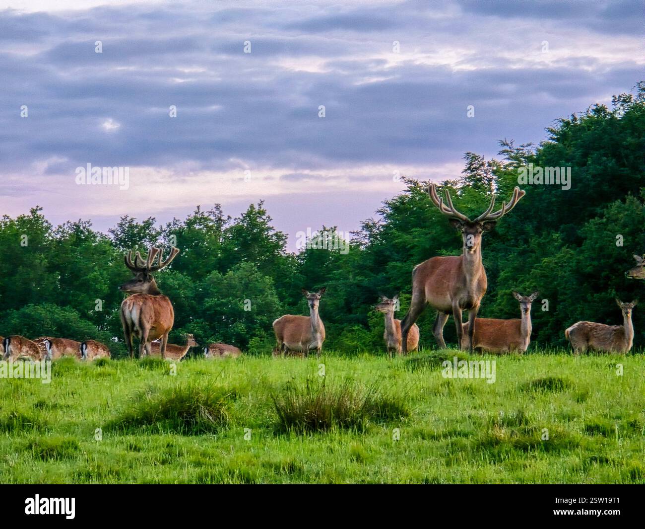 Majestueux troupeau de cerfs paissant sous le ciel norvégien enchanté au crépuscule Banque D'Images