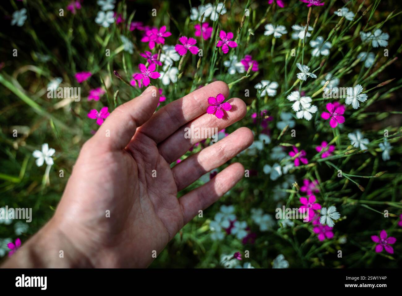 L'homme touche la fleur ornementale de Dianthus Deltoides sauvage, également appelée rose jeune fille. Œillet herbeux Banque D'Images
