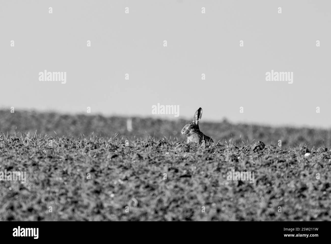 Le lièvre européen (Lepus europaeus), également connu sous le nom de lièvre brun, champs agricoles Banque D'Images