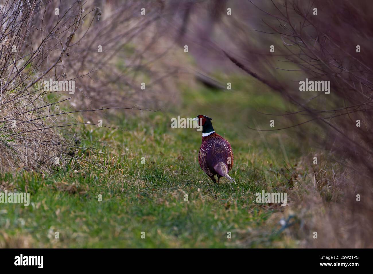 Un faisan (famille des Phasianidae dans l'ordre des Galliformes) Banque D'Images